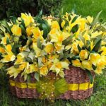 Praca Pacjenta - koszyk żonkili